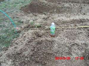 えびす草の播種 2013-03-20