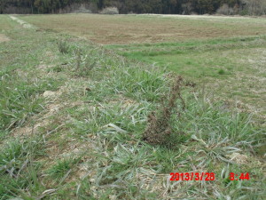 3号圃場の整備 2013-04-03