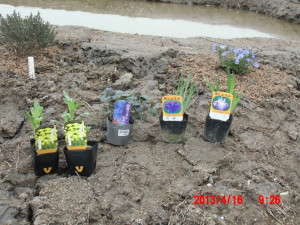 女郎花と花しょうぶと宿根すみれを植えてみた 2013-04-16