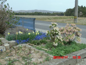 ムスカリの移植 2013-04-17