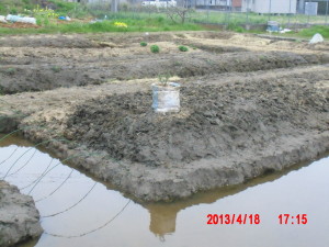 ハーブの移植 2013-04-18