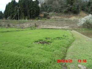 スギナのじゅうたん 2013-04-21