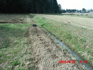 西洋わさびの植え付け 2013-04-23