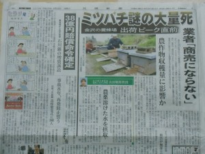 みつばちの大量死が金沢市で 2013-04-26