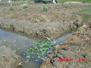 レモンバームの挿し芽 2013-04-27
