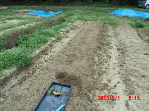 西洋わさびの植え付け 2013-05-01