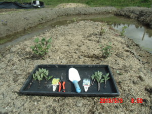 菊の挿し芽と・・・2013-05-03