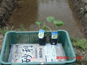 畑わさびなんですが 2013-05-03