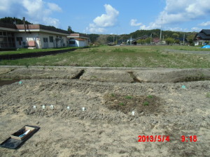 カモミールとすみれと水仙 2013-05-04