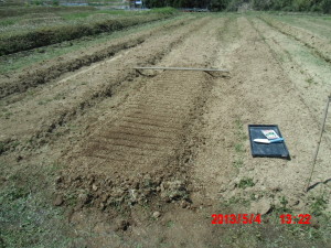リーキ（西洋ネギ）の苗床作り 2013-05-04