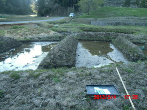 エンツァイの直播き 2013-05-04