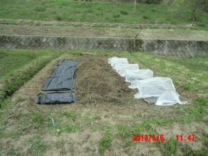 春の種まきは大体終りました 2013-05-06