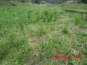 発芽するものしないもの 2013-05-11