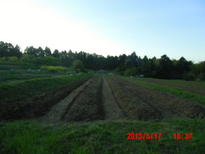 7号圃場の畝立て終了 2013-05-17