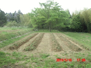 エビス草の播種 2013-05-18