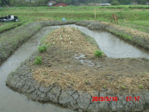 ハーブの開花ほか 2013-05-19