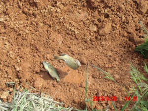 ブラックバスもいるのか＿|￣|○ 2013-05-20