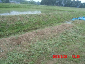 しゅほうトマトの植え替えと 2013-05-28