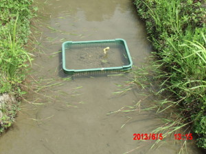 沢わさびも枯れた 2013-06-05