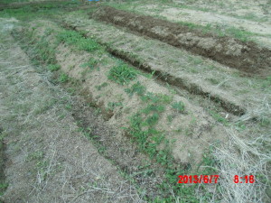 エビス草の播種とか 2013-06-07