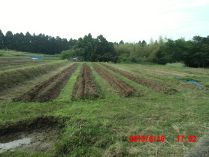 エビス草の定植ですが 2013-06-12