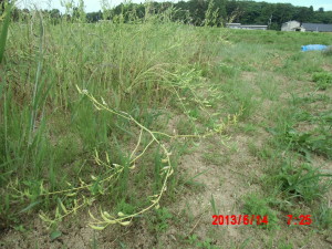 被害が出てからのすずめ対策 2013-06-14