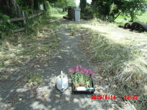 虫取りなでしこ 2013-06-14