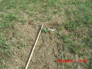 エビス草の種まき 2013-06-16