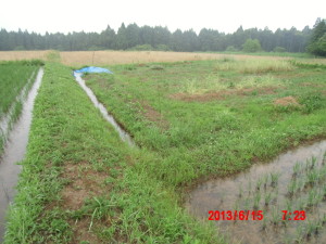 久しぶりの雨 2013-06-15