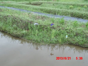 花しょうぶが開花しました 2013-06-21