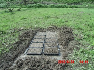 ヒエ（ダルマ系）の育苗トレイ播き 2013-06-23