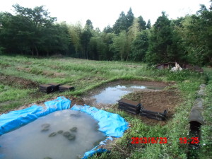 エビス草のセルトレイへの種まき 2013-06-24