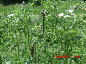 オニヤンマかな？2013-06-24