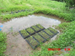 苗を育てる場所だけど 2013-07-31