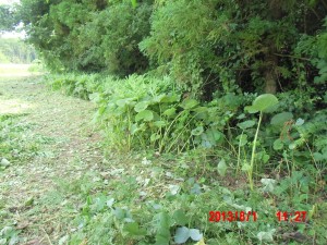 フキ畑の可能性あり 2013-08-01