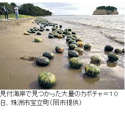 バターナッツかぼちゃの収穫時期について 2013-08-18