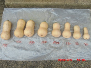 バターナッツかぼちゃの収穫 2013-09-08