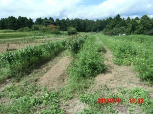 辛味大根「からいね赤」の種まき 2013-09-09