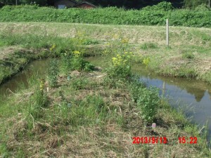 秋菊を植えた 2013-09-13