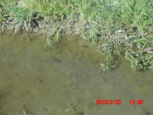 ６号圃場の整備に１年かかったわけですが。。。2013-09-24