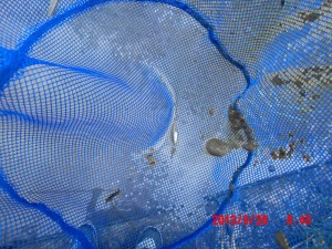 メダカ 2013-09-26