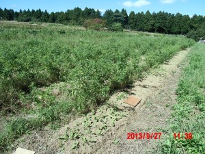 辛味大根の間引き 2013-10-03