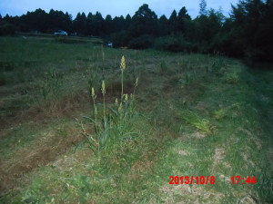 作業日誌：2013-１０月４日～１０月８日分