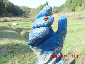 「カメノコテントウ」と「のらぼう菜」 2013-11-25