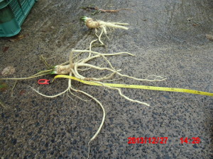 西洋わさびの試し掘り（その１）と思い違い　2013-１２-27