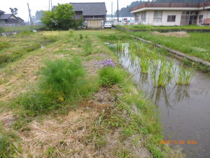 フェンネルにはびっくりした 2014-06-30