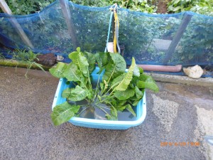 西洋わさびを高尾商店に届けることに 2014-06-30