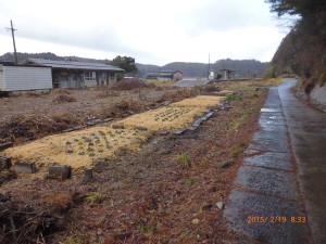 一度荒れた場所はそのままの方がよかったのかな?2015-02-24