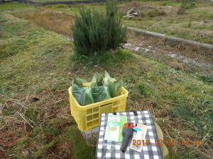 ローズマリーを出荷しました 2015-12-02