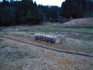 東井栗園さんの栗山で落ち葉とイガを集めてました 2016-03-23
